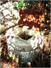 Silba OLD WELL